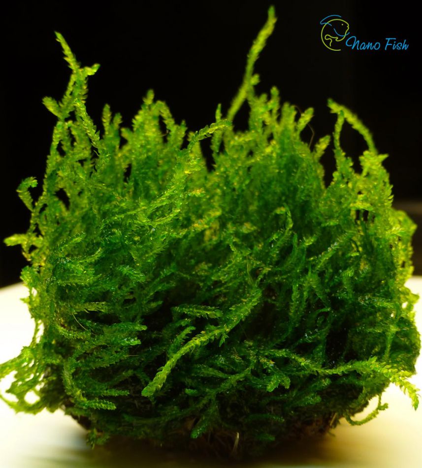 flame moss1