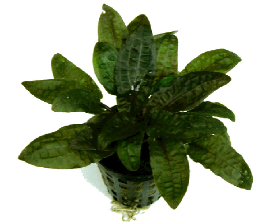 Cryptocoryne-wendtii-Tropica-05