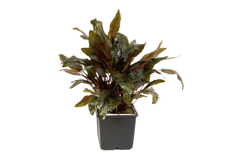 cryptocoryne-wendtii-tropica