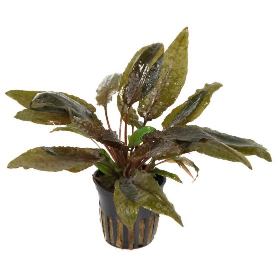 cryptocoryne-wendtii-tropica2